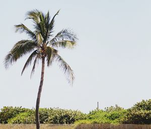 Preview wallpaper palm, sand, beach, bushes