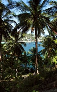Preview wallpaper palm, sea, boat, vacation