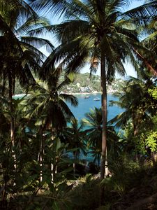 Preview wallpaper palm, sea, boat, vacation