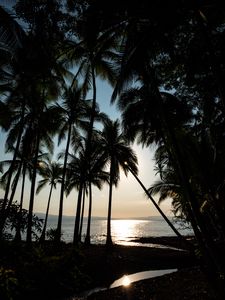 Preview wallpaper palm, sea, glare, horizon, tropical