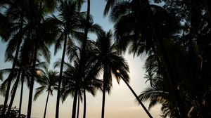 Preview wallpaper palm, sea, glare, horizon, tropical