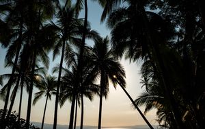 Preview wallpaper palm, sea, glare, horizon, tropical