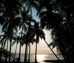 Preview wallpaper palm, sea, glare, horizon, tropical