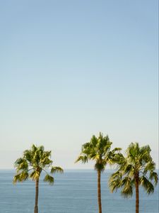 Preview wallpaper palm, sea, horizon, sky