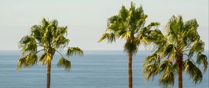 Preview wallpaper palm, sea, horizon, sky