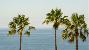 Preview wallpaper palm, sea, horizon, sky