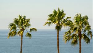 Preview wallpaper palm, sea, horizon, sky