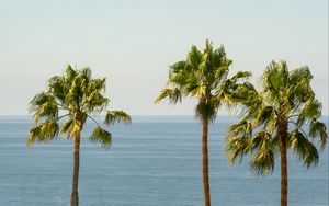 Preview wallpaper palm, sea, horizon, sky