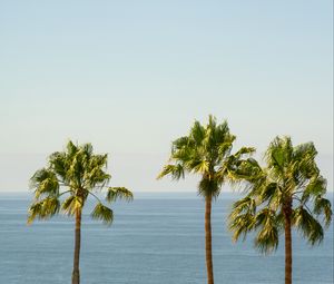 Preview wallpaper palm, sea, horizon, sky