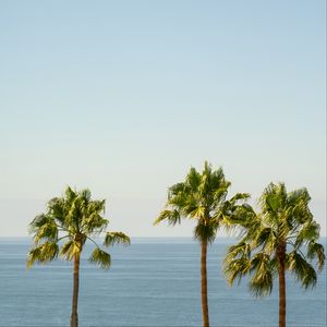 Preview wallpaper palm, sea, horizon, sky