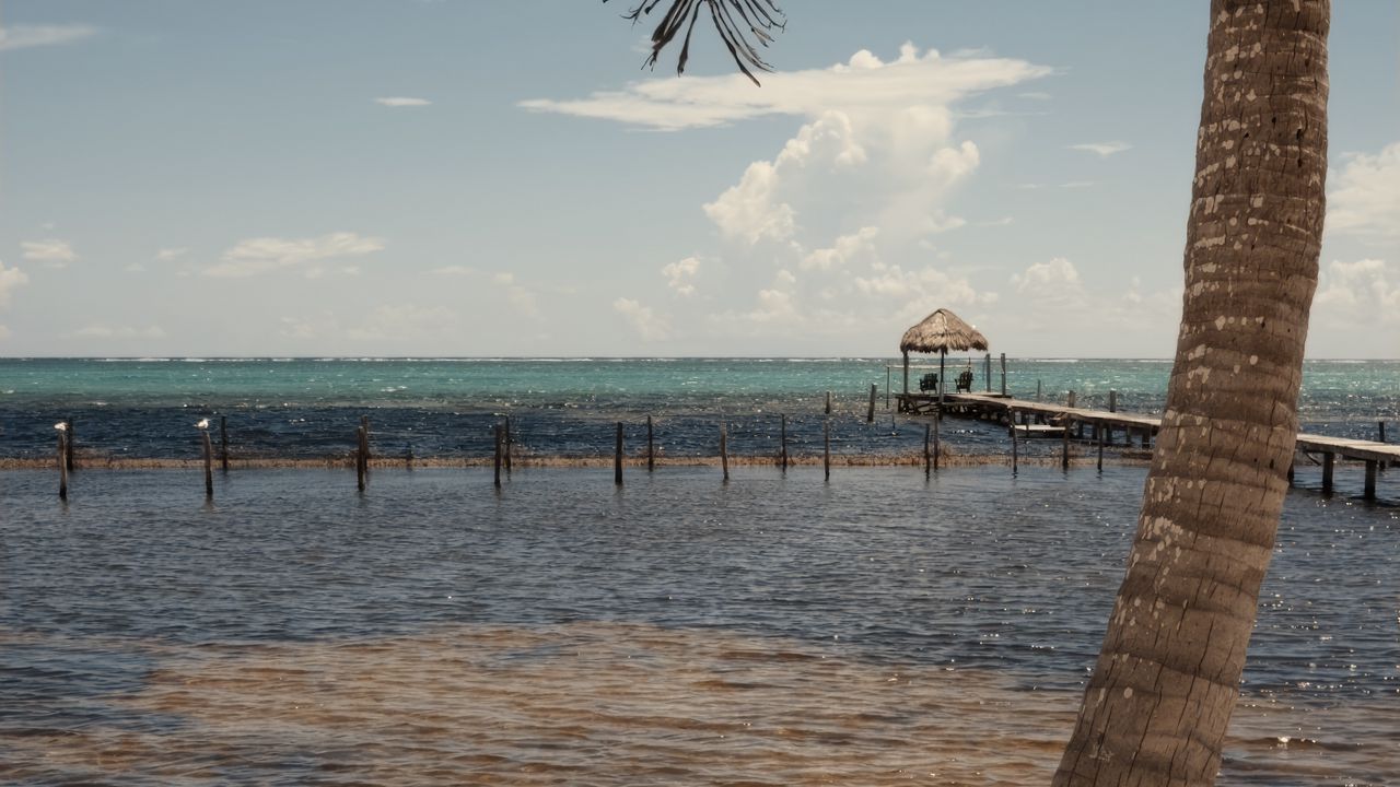 Wallpaper palm, sea, ocean, tropics, pier