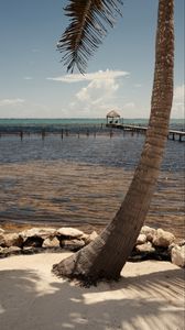 Preview wallpaper palm, sea, ocean, tropics, pier