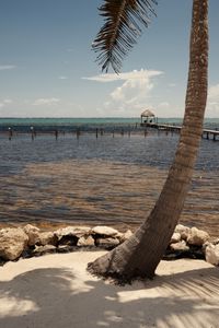 Preview wallpaper palm, sea, ocean, tropics, pier