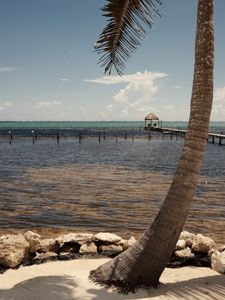 Preview wallpaper palm, sea, ocean, tropics, pier