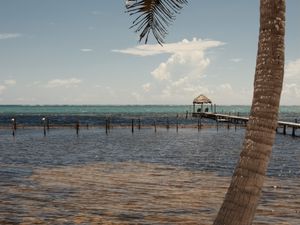 Preview wallpaper palm, sea, ocean, tropics, pier