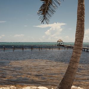 Preview wallpaper palm, sea, ocean, tropics, pier