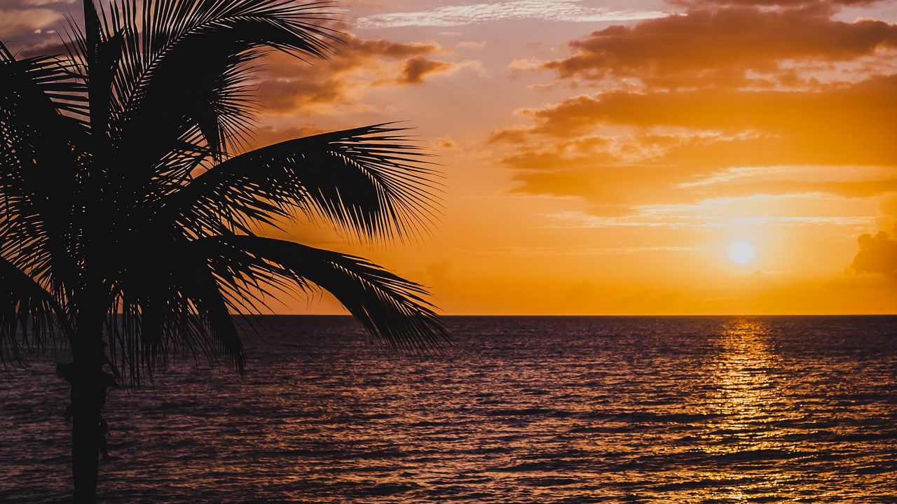 Wallpaper palm, sea, sunset, surf, horizon, sky, clouds