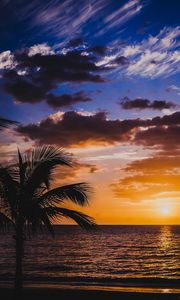 Preview wallpaper palm, sea, sunset, surf, horizon, sky, clouds