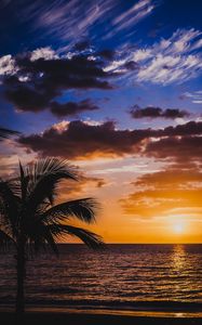 Preview wallpaper palm, sea, sunset, surf, horizon, sky, clouds