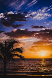 Preview wallpaper palm, sea, sunset, surf, horizon, sky, clouds