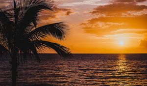 Preview wallpaper palm, sea, sunset, surf, horizon, sky, clouds