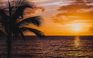 Preview wallpaper palm, sea, sunset, surf, horizon, sky, clouds