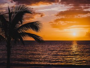 Preview wallpaper palm, sea, sunset, surf, horizon, sky, clouds