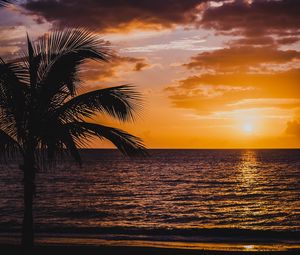 Preview wallpaper palm, sea, sunset, surf, horizon, sky, clouds