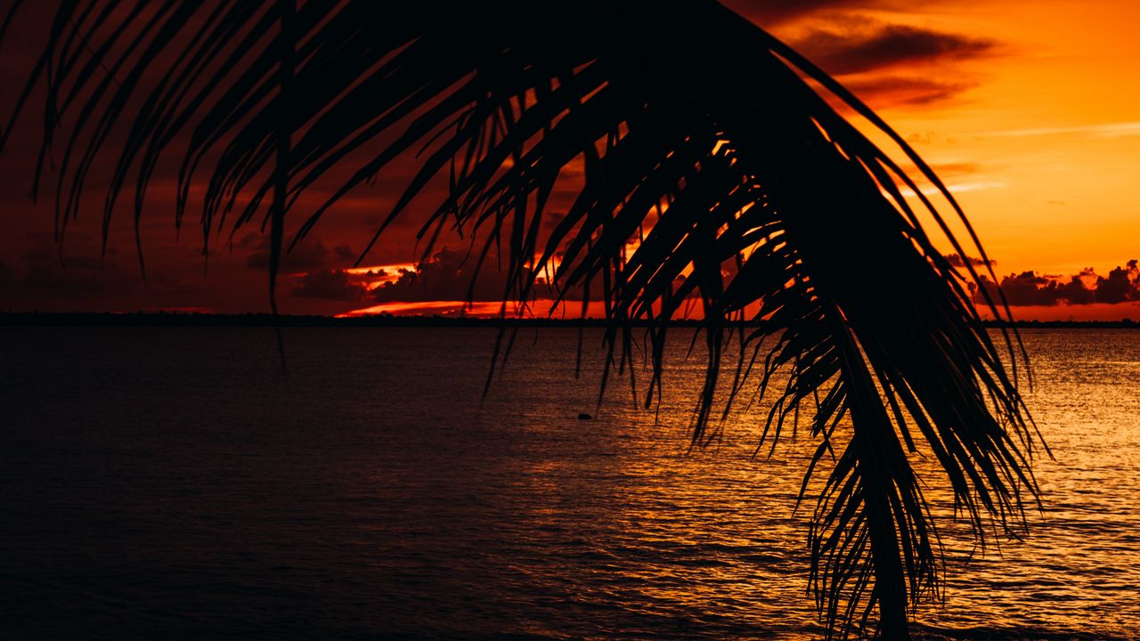 Wallpaper palm, sea, sunset, dark, twilight