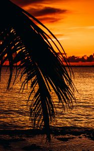 Preview wallpaper palm, sea, sunset, dark, twilight