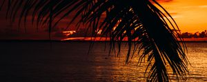 Preview wallpaper palm, sea, sunset, dark, twilight
