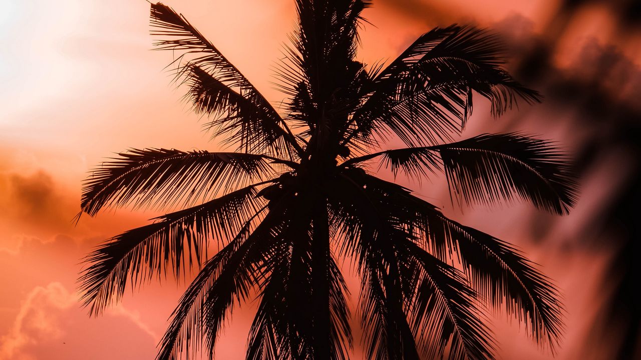 Wallpaper palm, silhouette, dark, dusk, sunset