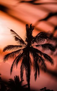 Preview wallpaper palm, silhouette, dark, dusk, sunset