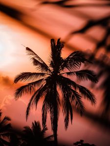 Preview wallpaper palm, silhouette, dark, dusk, sunset