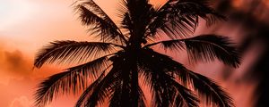 Preview wallpaper palm, silhouette, dark, dusk, sunset