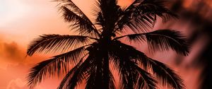 Preview wallpaper palm, silhouette, dark, dusk, sunset