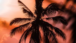 Preview wallpaper palm, silhouette, dark, dusk, sunset