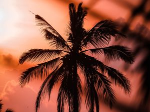 Preview wallpaper palm, silhouette, dark, dusk, sunset