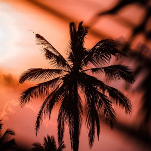 Preview wallpaper palm, silhouette, dark, dusk, sunset