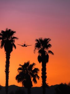 Preview wallpaper palm, silhouette, plane, sunset, sky