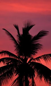 Preview wallpaper palm, silhouette, sunset, sky