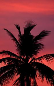 Preview wallpaper palm, silhouette, sunset, sky