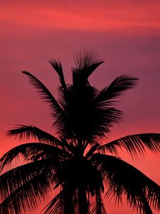 Preview wallpaper palm, silhouette, sunset, sky