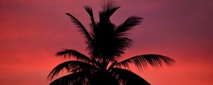 Preview wallpaper palm, silhouette, sunset, sky