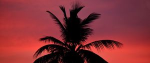 Preview wallpaper palm, silhouette, sunset, sky