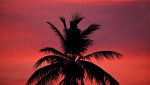 Preview wallpaper palm, silhouette, sunset, sky