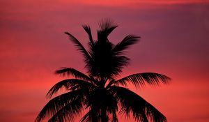 Preview wallpaper palm, silhouette, sunset, sky