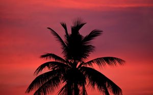 Preview wallpaper palm, silhouette, sunset, sky