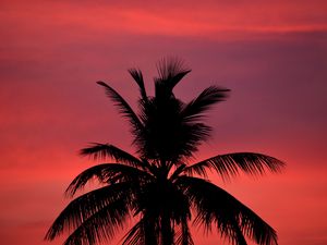 Preview wallpaper palm, silhouette, sunset, sky