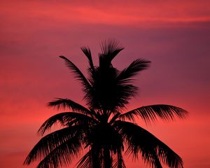 Preview wallpaper palm, silhouette, sunset, sky